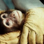 tierversuch affe copyright DTSchB