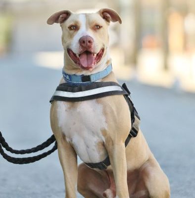 Donnie — Staffordshire-mix