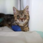 Eine der 17 ausgesetzten Katzen (Foto: Tierheim Berlin / Clara Rechenberg)