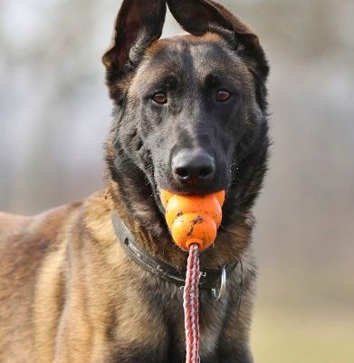 Neuzugang Tierheim Berlin