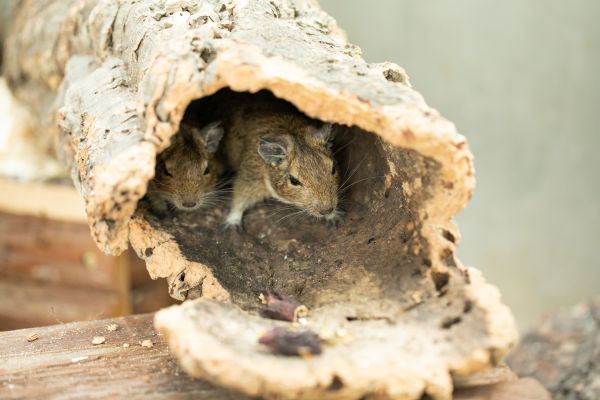 Get Tierarten lustige For Free Tierarten Lustige