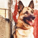 Mauerhund Schäferhund (Quelle: TVB)