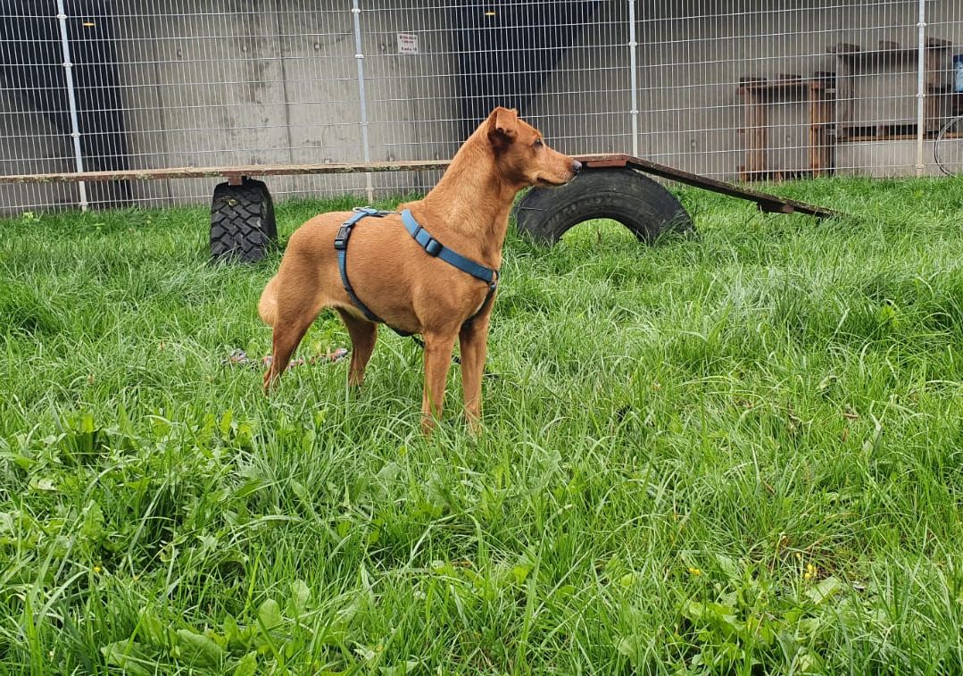 Das Tierheim Tierheim Berlin