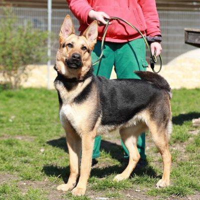 Claire — Schäferhund-mix