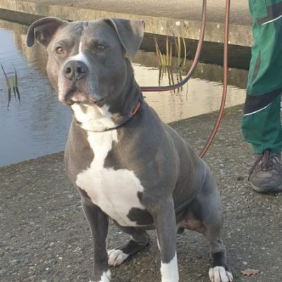 Neuzugang Tierheim Berlin