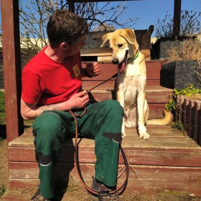 Benny — Labrador-mix