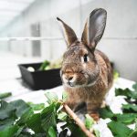 Braunes Kaninchen mit Grün im Tierheim-Gehege (Foto: Tierheim Berlin