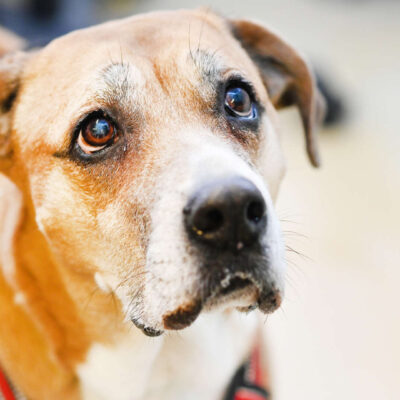 Neuzugang Tierheim Berlin