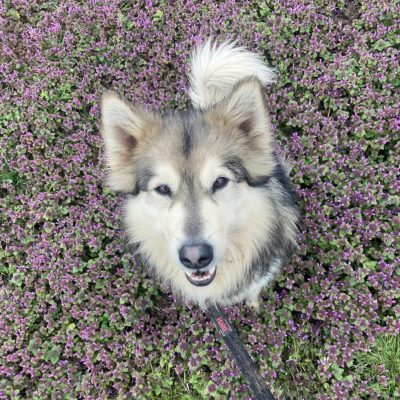 Timba — Husky-mix