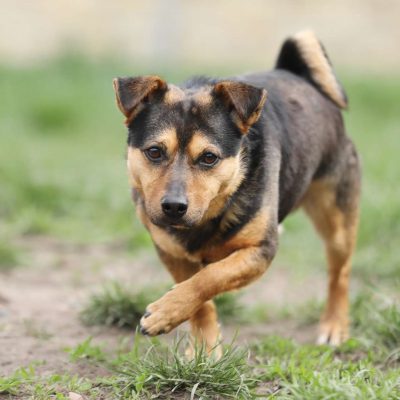 Knolle — Terrier-mix