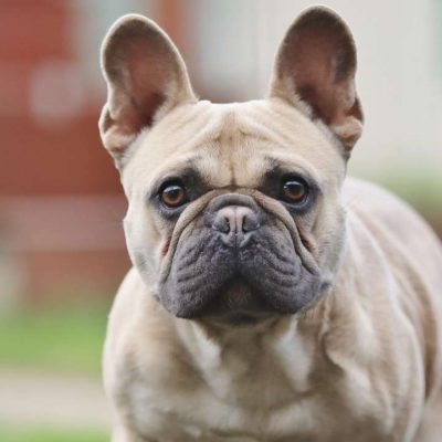 Neuzugang Tierheim Berlin