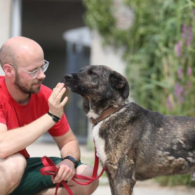 Kamal — Schäferhund-mix