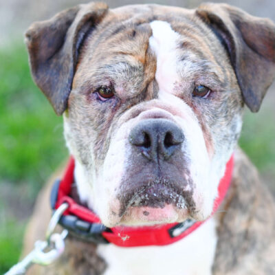 Neuzugang Tierheim Berlin