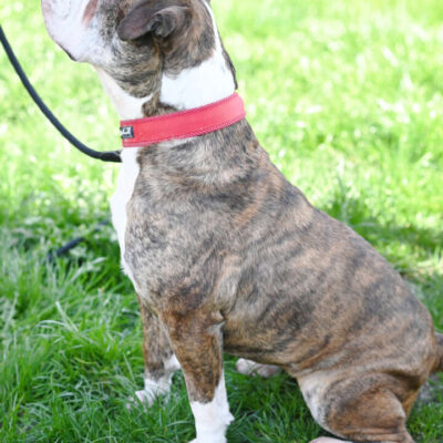 Amy — Olde English Bulldog