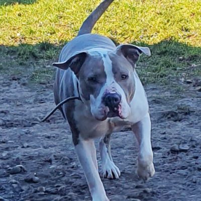 Graf — Staffordshire-mix