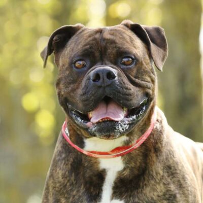 Neuzugang Tierheim Berlin