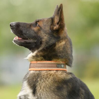 Bianca — Deutscher Schäferhund