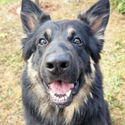 Gero — Deutscher Schäferhund