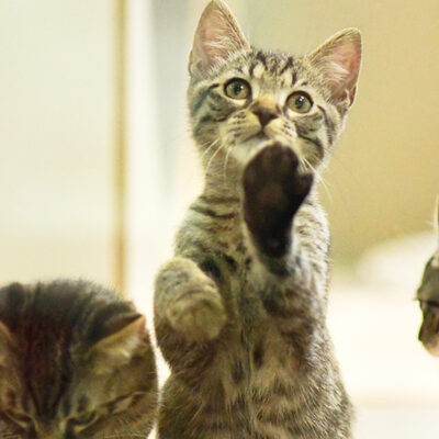 Vier Katzenkinder im Tierheim Berlin (Foto: TVB)