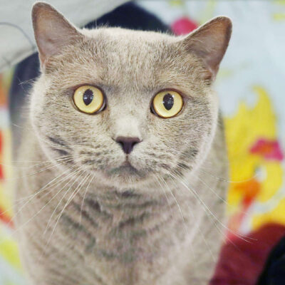 Neuzugang Tierheim Berlin