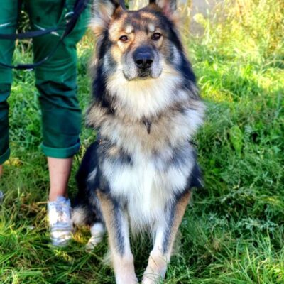 Jon Boy — Schäferhund-mix