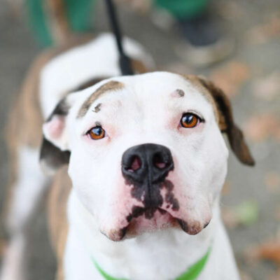 Stone — Staffordshire Terrier Mix