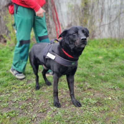 Toto — Labrador-mix