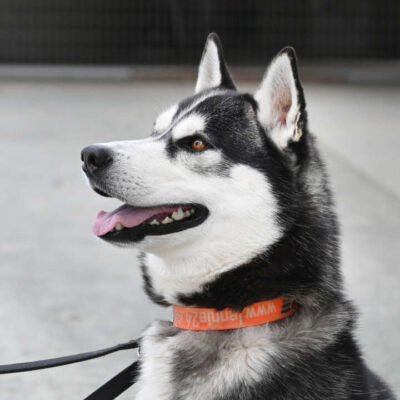 Kolja — Husky-mix