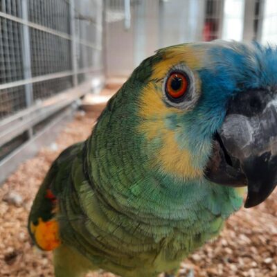 Neuzugang Tierheim Berlin