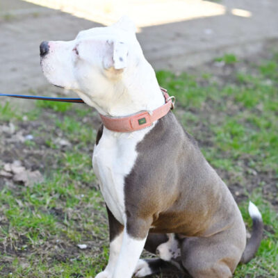 Milko — Staffordshire-mix