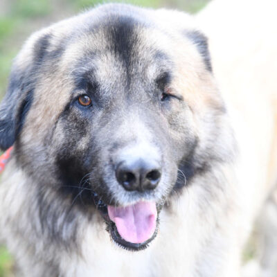 Neuzugang Tierheim Berlin