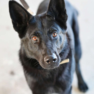 Simba — Deutscher Schäferhund