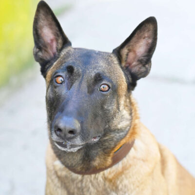 Neuzugang Tierheim Berlin