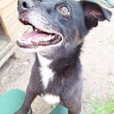 Momo — Terrier-mix