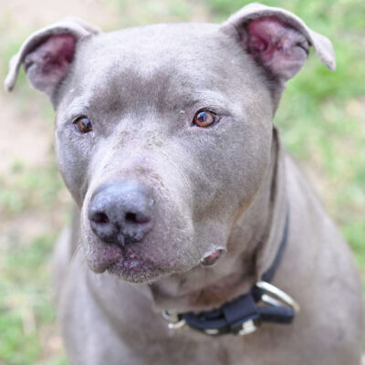 Neuzugang Tierheim Berlin