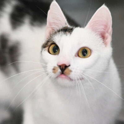 Neuzugang Tierheim Berlin