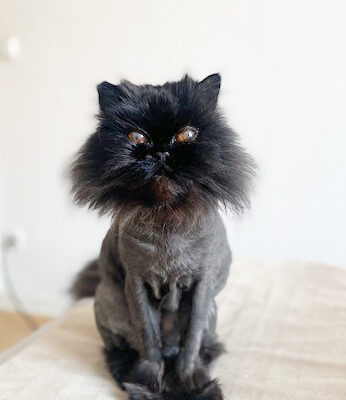 Nyx