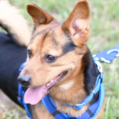 Neuzugang Tierheim Berlin