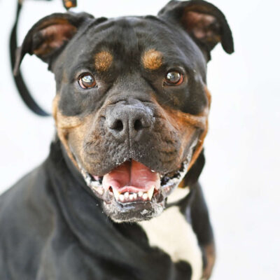 Neuzugang Tierheim Berlin