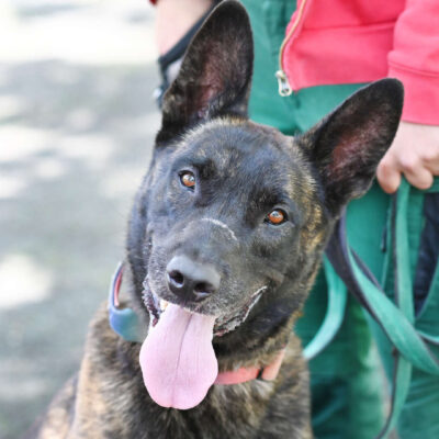 Neuzugang Tierheim Berlin