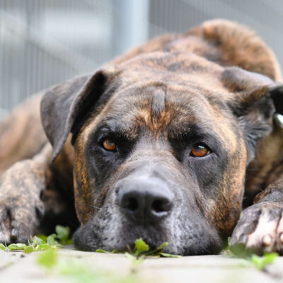 Syliess — Dogo Canario