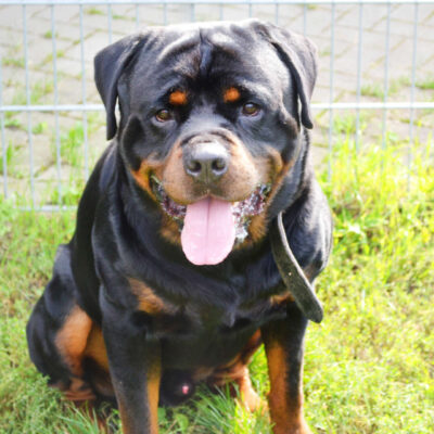 Arkor — Rottweiler