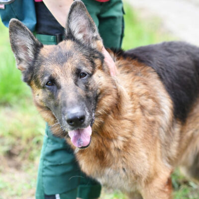 Rio — Deutscher Schäferhund