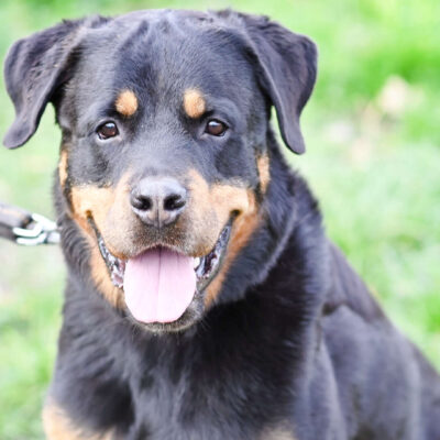 Neuzugang Tierheim Berlin