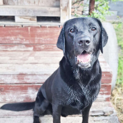 Balu — Labrador Retriever