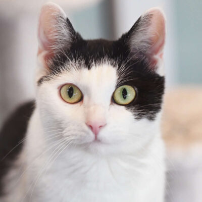 Neuzugang Tierheim Berlin