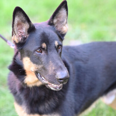 Rocco — Deutscher Schäferhund