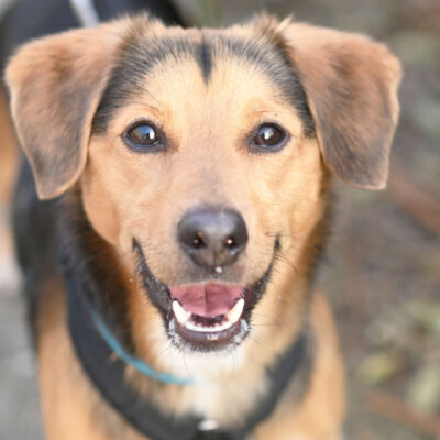 Neuzugang Tierheim Berlin