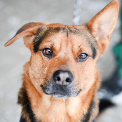 Neuzugang Tierheim Berlin