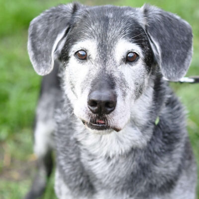 Neuzugang Tierheim Berlin